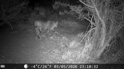 Nevada bobcat