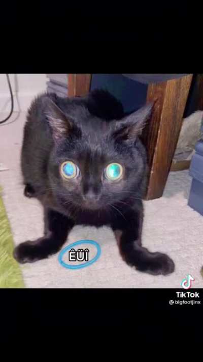 I'd die for this cat