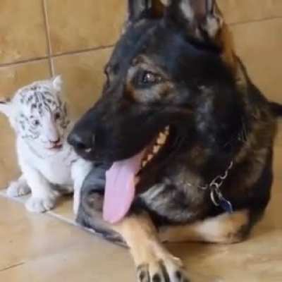 Try to sneak up on a german shepard