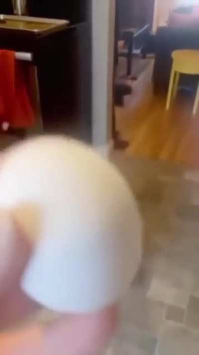 🐕 VS 🥚