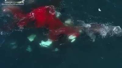 Orca rips the tongue out of a Gray Whale