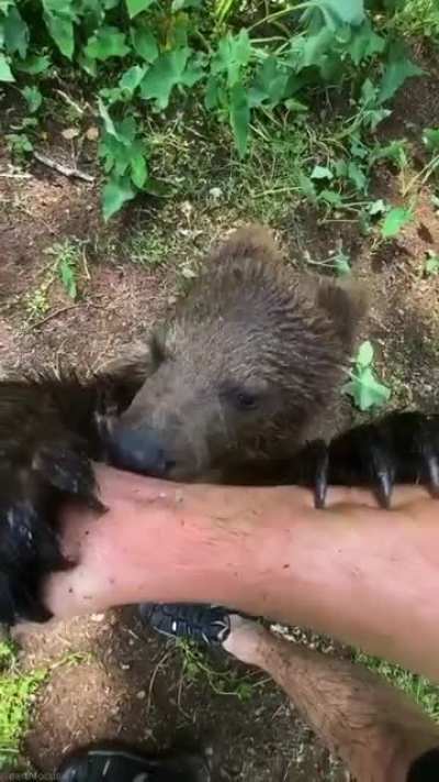 Нюх нюх