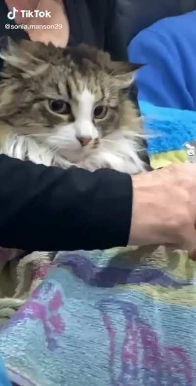 Meow