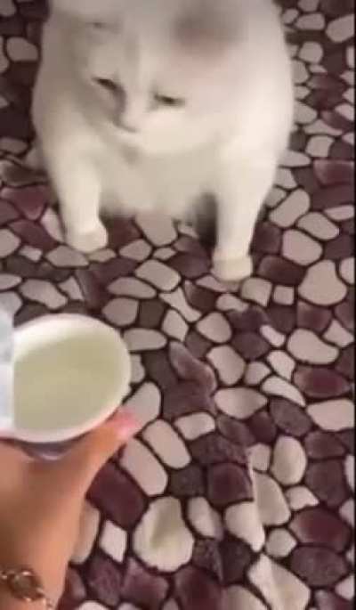 Yogurt