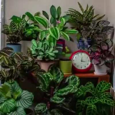 We usually do not notice it, but plants are actually very active during the day