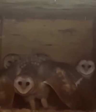 Owl