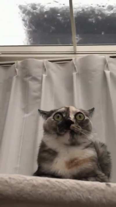 Cat bravely endures the end of the world.
