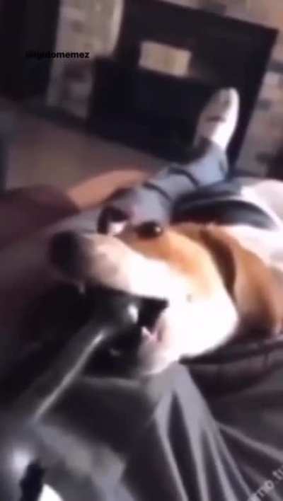 No doggy no!!! 😢😢