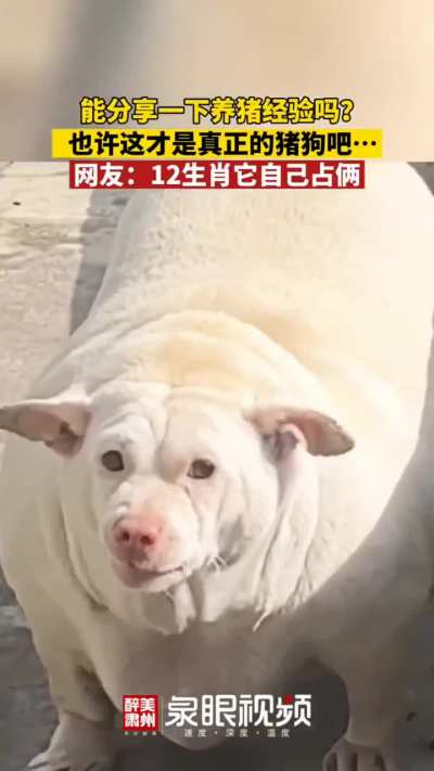 How do u let ur dog get that big smh