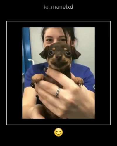 Seu dia está bom? Não tão quanto a desse doguinho