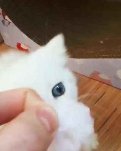 No give, only play