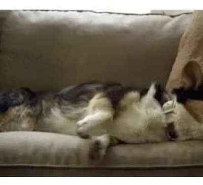 ✨😪 Cats and Dogs Dreaming 😴✨