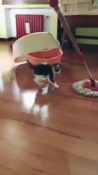 Playful kitten.