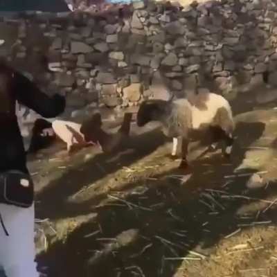 Овца