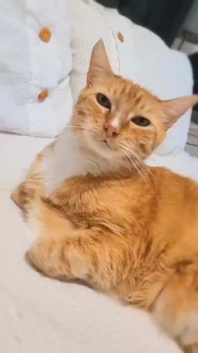 Рисуем кота