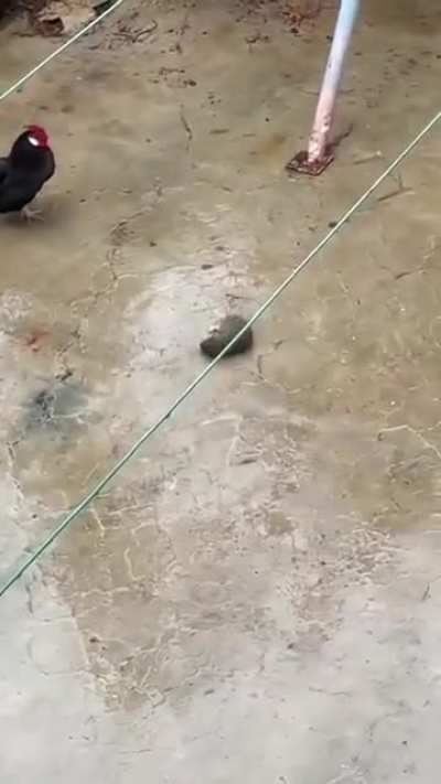 Rooster vs Rat