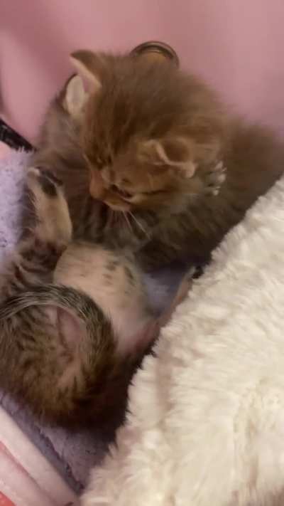 A vicious fight between two smol criminals