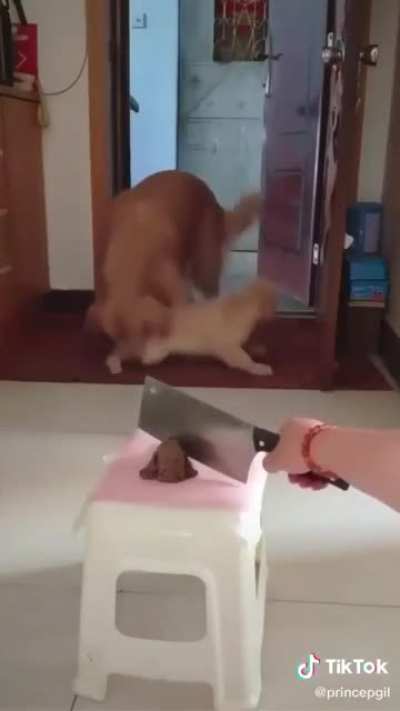 Dogs reacting when watching a dog cake cut