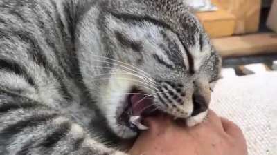 Stopped working. mid-ferociousness.