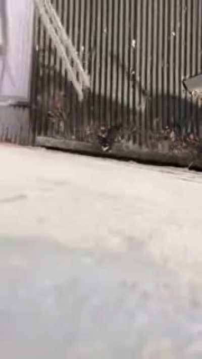 Everytime, this guy's cat run away through the window to hang out and then come back to be lassoed back to home.