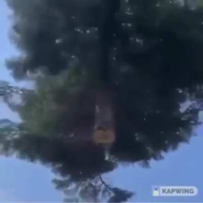 Cutting down a tree..