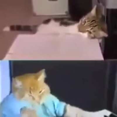 Caaaaats Make some noise