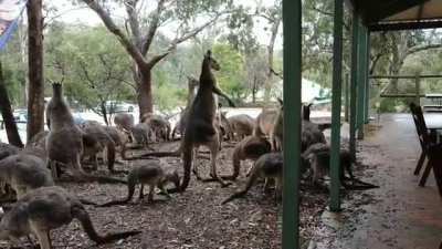 Brawl outside a pub in Perth, Australia (credit: r/Perth).
