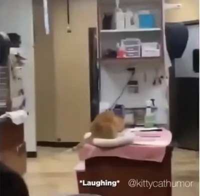 The 2nd cat wishes he was this cool