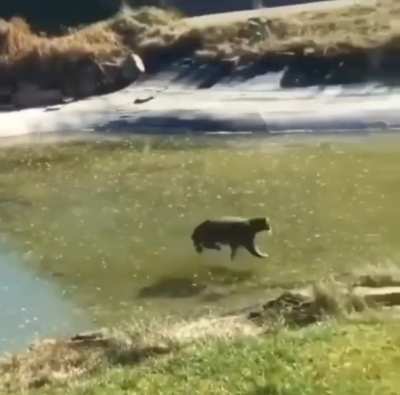 a cat tries to catch a fish under ice?! ￼