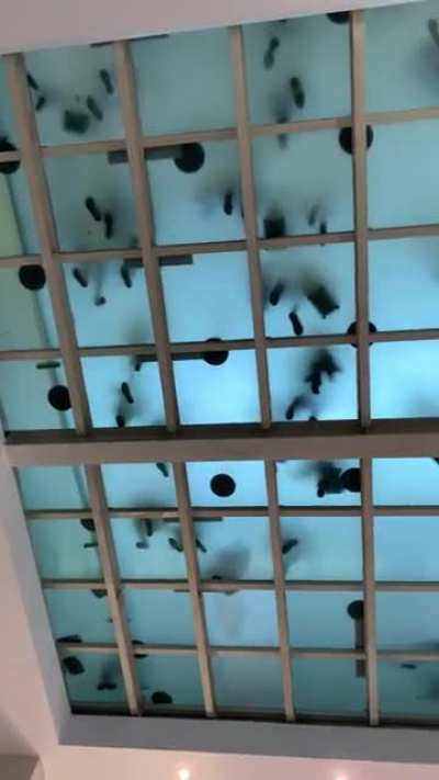 Feeds on the roof in a turkish airport