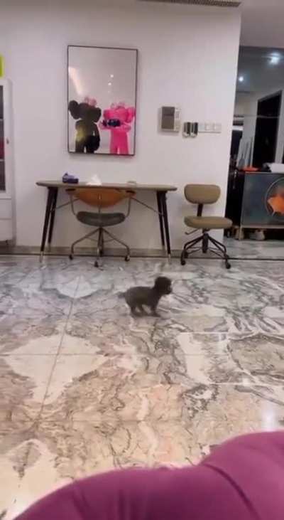 This Teeny Tiny Tornado is too excited to go outside!