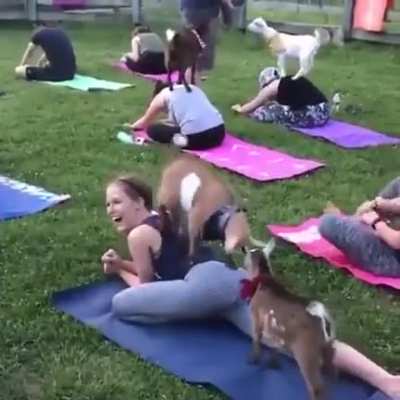 HMC While the goats decide that I am their playground