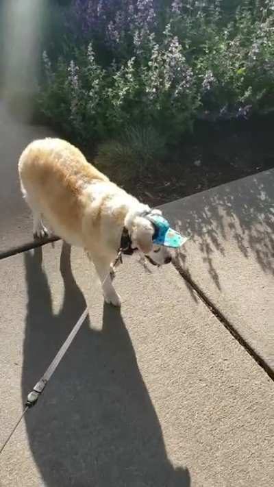 My 14 year old good boi wearing a hat and going for a walk