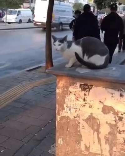 Cat having fun with people walking on the street