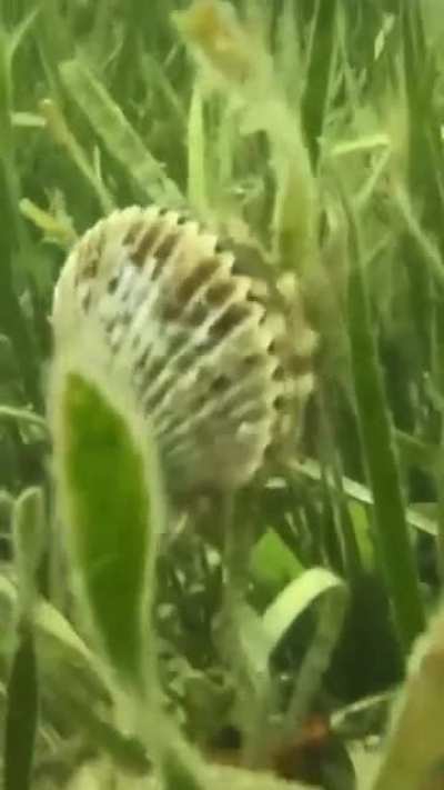 wordington clam