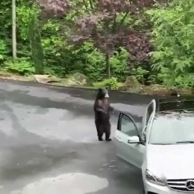 Reaction of the bear tho..