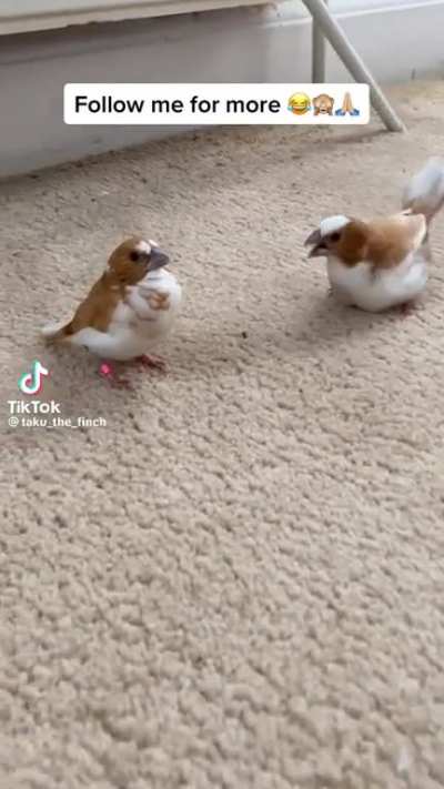 I trained my bird to become a half life turret
