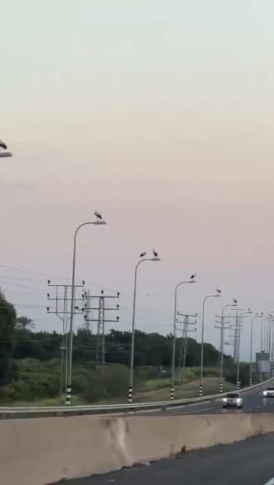The bird trend