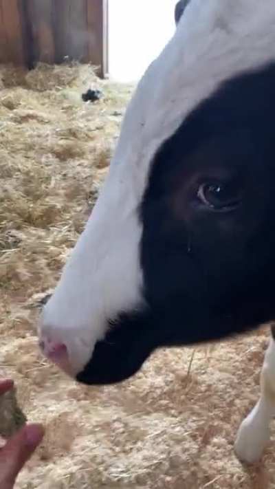 Just rescued! Meet Maximus, who was rescued from a severe neglect case. He loves giving licks and getting snacks, we’re so happy to have him in sanctuary❤️