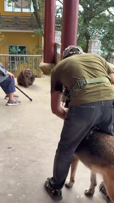 XingXing monkey vs dog