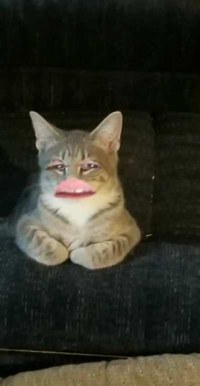 M E O W
