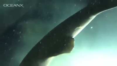 Massive deep sea shark