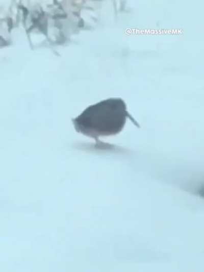 Bird