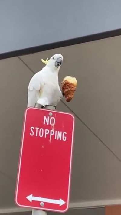 Попугай ест le croissant