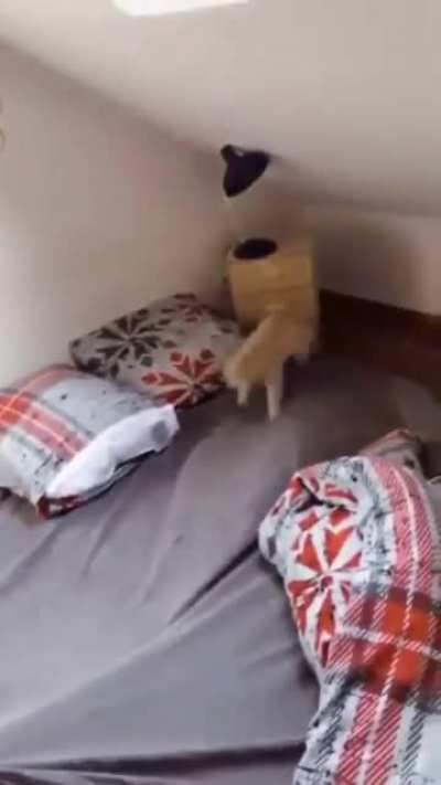 Неугомонный кошак
