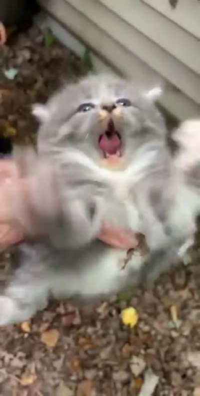 Angry Floof