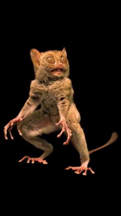 NatGeo photographer Joel Sartore captures footage of a Horsfield’s tarsier at Taman Safari Indonesia.