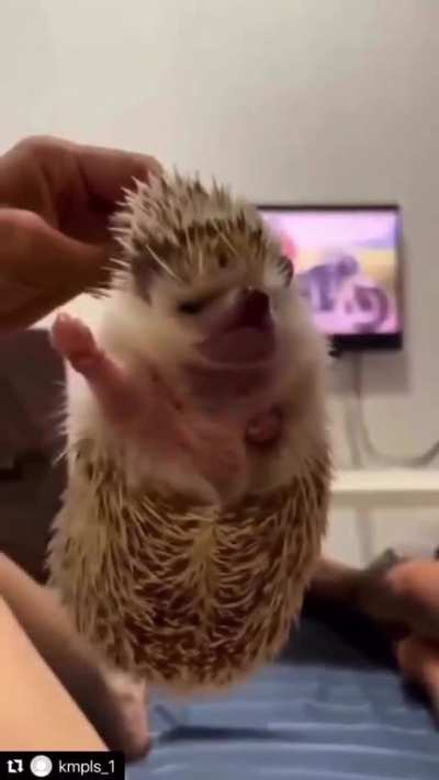 🖐️🦔