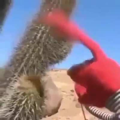 Hey cactus, stay here for a moment.