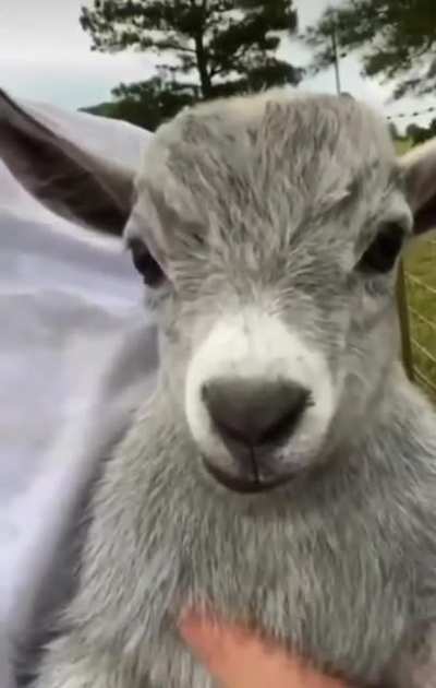 little baby goat